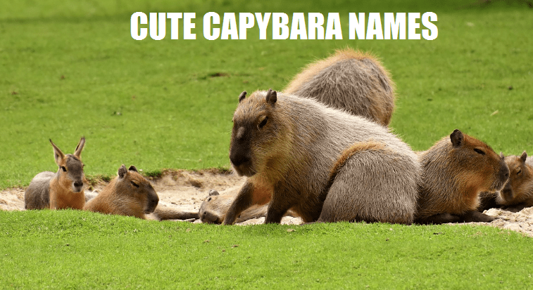 CAPYBARA NAMES