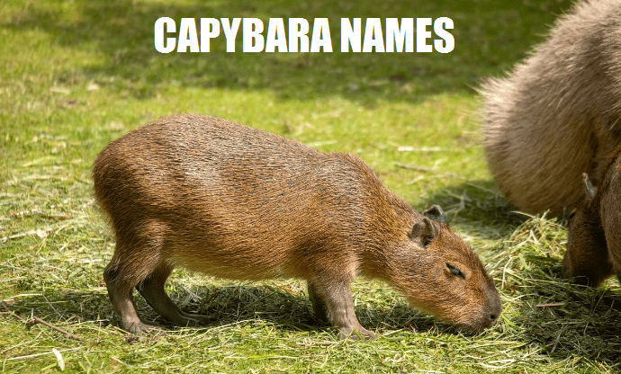 good CAPYBARA NAMES