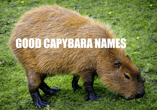 CAPYBARA NAMES