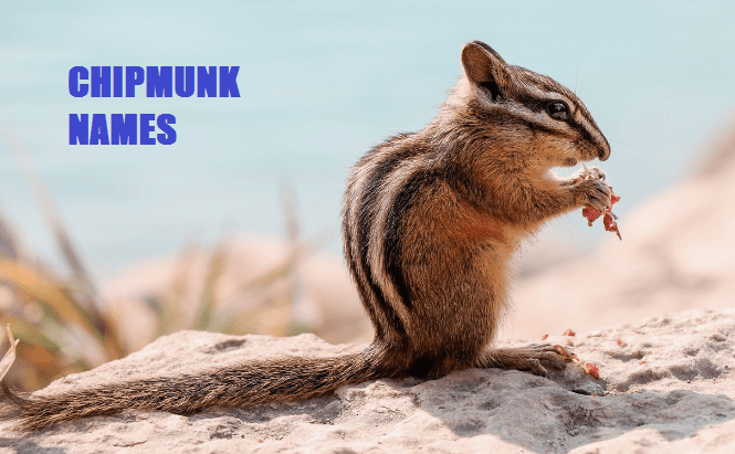 CHIPMUNK NAMES