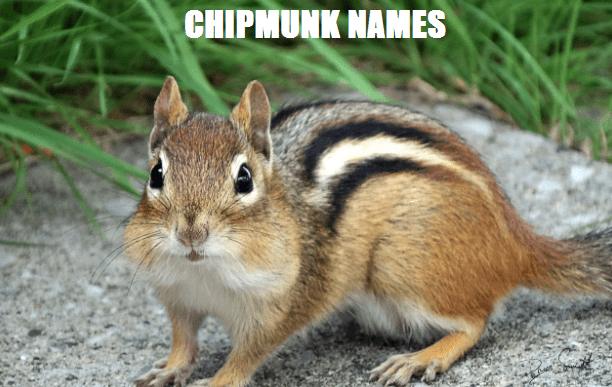 female chipmunk names