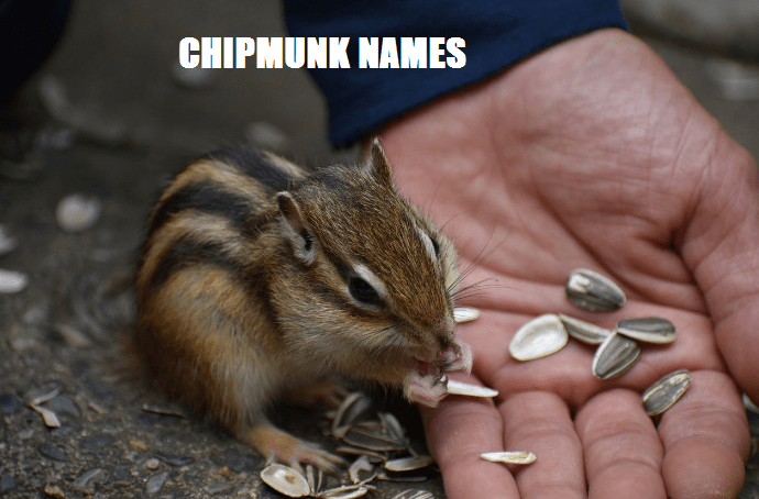 chipmunk names