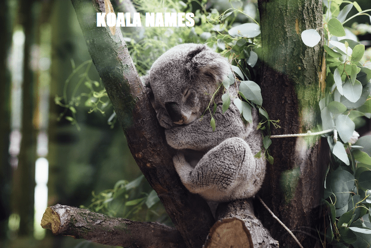 Koala names