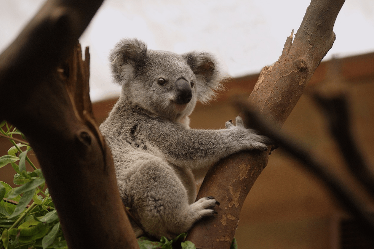 Koala name ideas