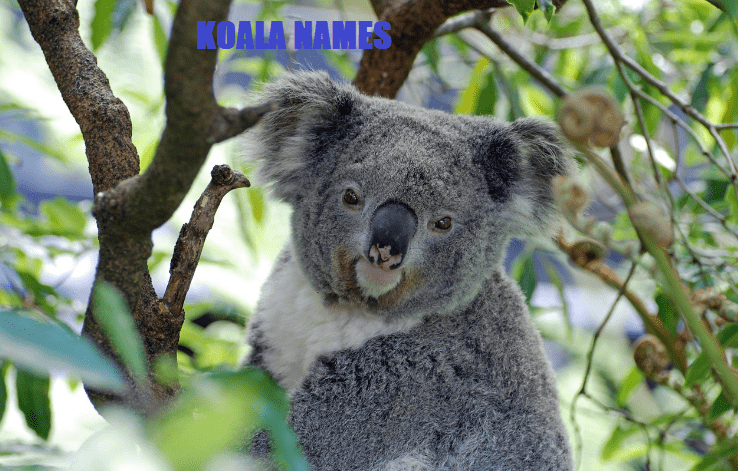 names for Koala