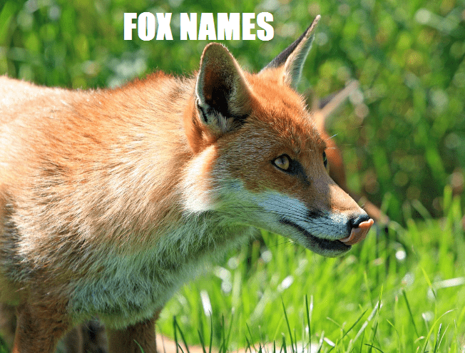 fox names