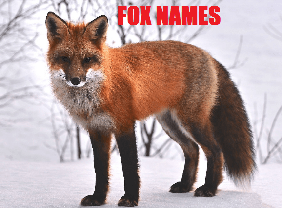 male fox names