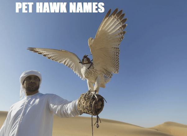 pet hawk names