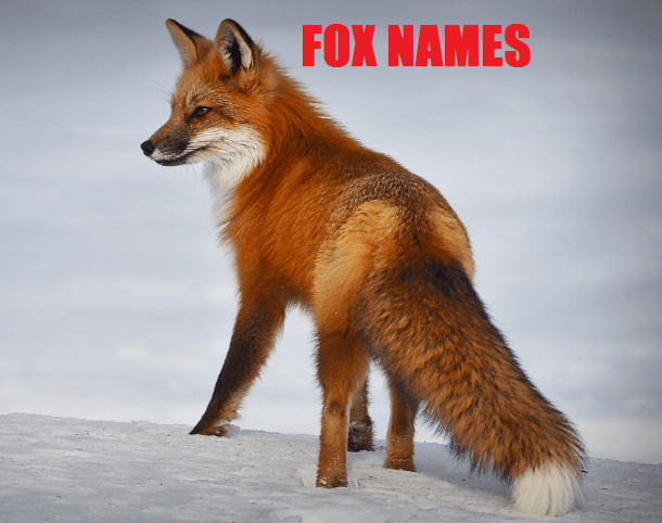 fox names, cute